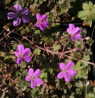 geranium_bertie_crug.jpg