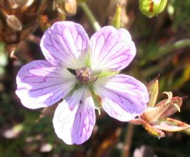 geranium_shikokianum.jpg