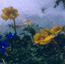 geum_montanum.jpg
