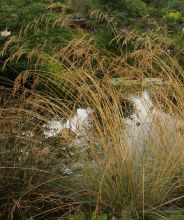 helictotrichon_sempervirens.jpg