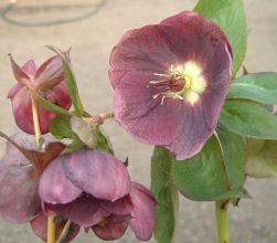helleborus_black_beauty.jpg