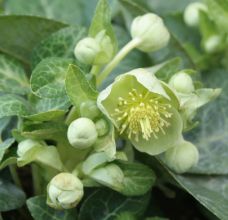 helleborus_lividus_white_marble.jpg