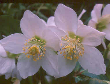 helleborus_niger.jpg