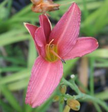 hemerocallis_pink_damask.jpg