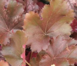 heuchera_ebony_and_ivory.jpg