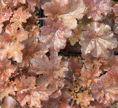 heuchera_ebony_ivory.jpg