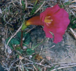 incarvillea_zhongdianensis.jpg