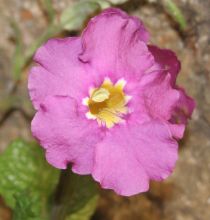 incarvillea_zhongdianensis2.jpg