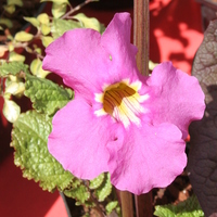 incarvillea_zhongdianensis3.jpg