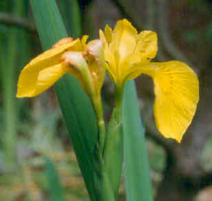 iris_crocea.jpg