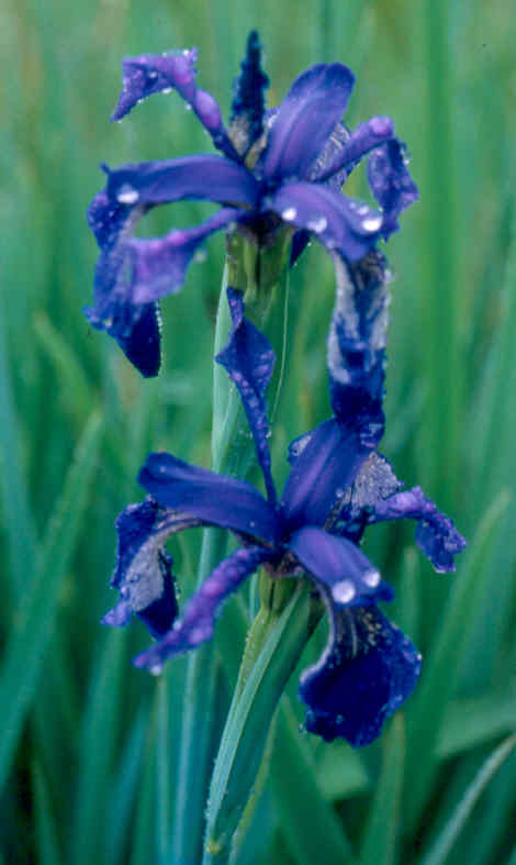 iris_delavayi.jpg