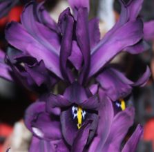 Iris `George`