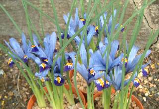 Iris `Gordon`