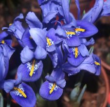Iris `Harmony`