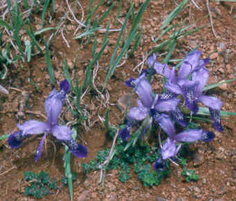 iris_ruthenica_nana_sdr914.jpg