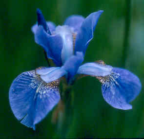 Iris sibirica (pale purple form)