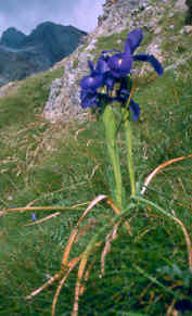 iris_xiphioides.jpg