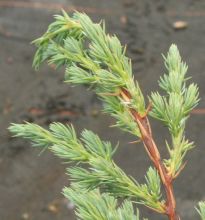 Juniperus squamata `Meyeri`