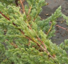 Juniperus squamata `Meyeri`