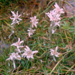 Leontopodium alpinum