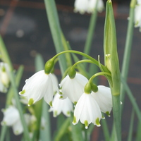 Leucojum aestivum `Gravetye Giant`