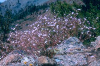 lewisia_columbiana2.jpg