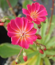 Lewisia cotyledon `Bright Eyes`