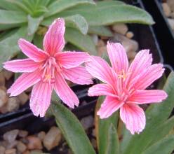 Lewisia `Little Plum`