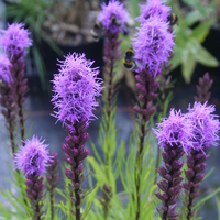 liatris_spicata.jpg