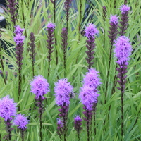liatris_spicata2.jpg