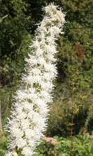 liatris_spicata_alba.jpg