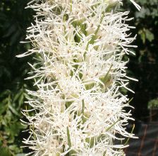 liatris_spicata_alba2.jpg