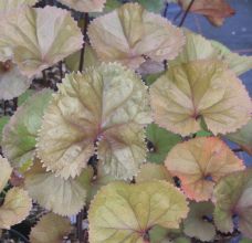 ligularia_dentata_desdemona.jpg