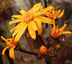 ligularia_dentata_desdemona3.jpg