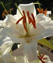 lilium_casa_blanca.jpg