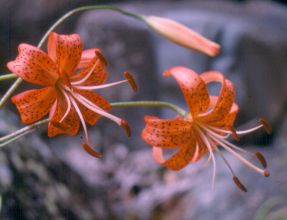 Lilium lancifolium