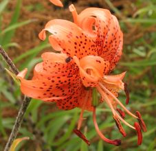 lilium_lancifolium_flore_pleno_sdr3805a.jpg