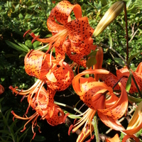 lilium_lancifolium_splendens.jpg