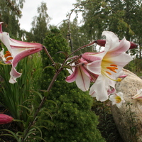 lilium_regale.jpg