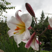 lilium_regale2.jpg