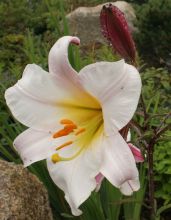 lilium_regale3.jpg
