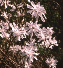 Magnolia stellata