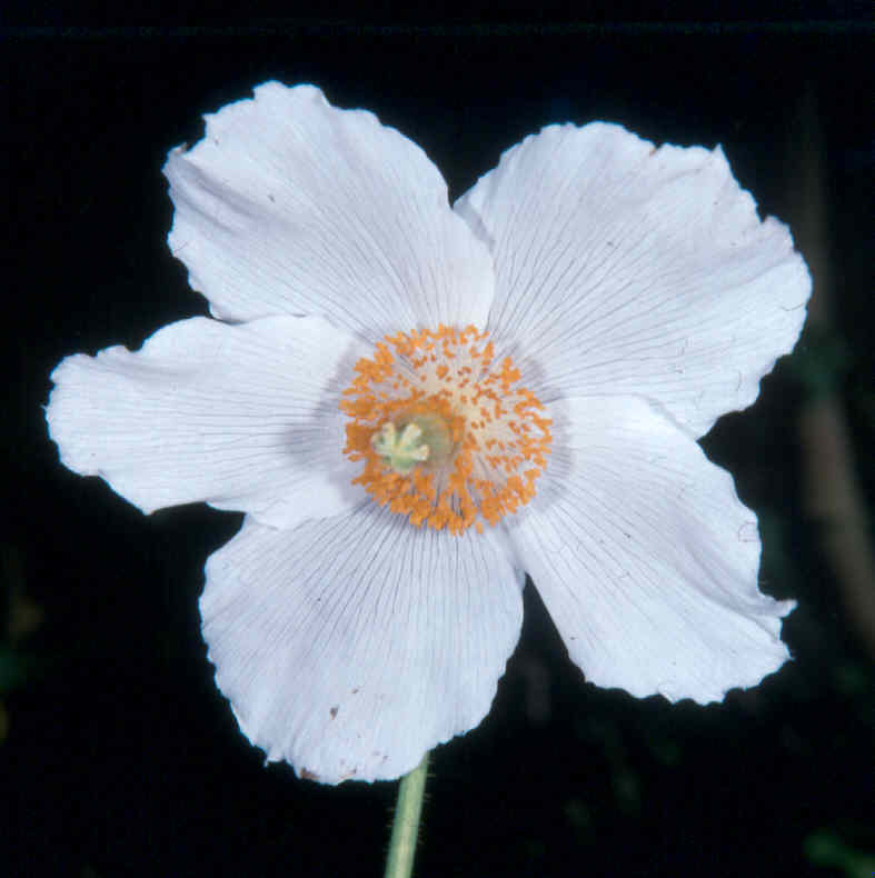 meconopsis_betonicifolia_alba.jpg