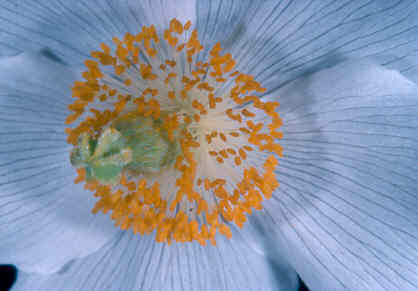Meconopsis betonicifolia alba