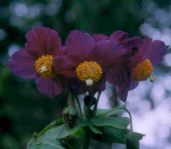 meconopsis_betonicifolia_hensol_violet.jpg