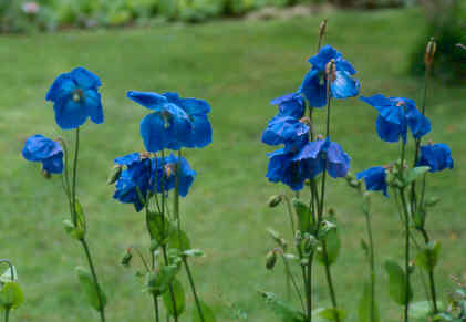 meconopsis_keillour.jpg