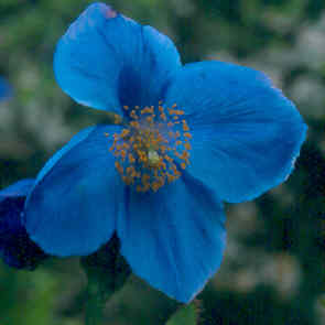 meconopsis_lingholm2.jpg