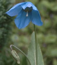 meconopsis_slieve_donard.jpg
