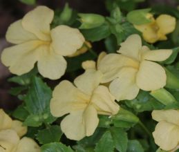 mimulus_highland_yellow2.jpg
