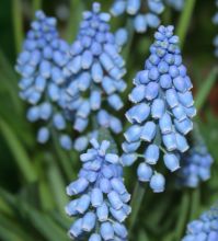 Muscari armeniacum `C�te d`Azur`